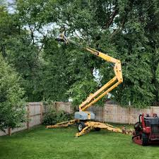 Best Tree Cabling and Bracing  in Hooks, TX