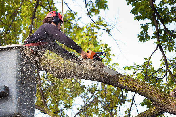 Best Leaf Removal  in Hooks, TX